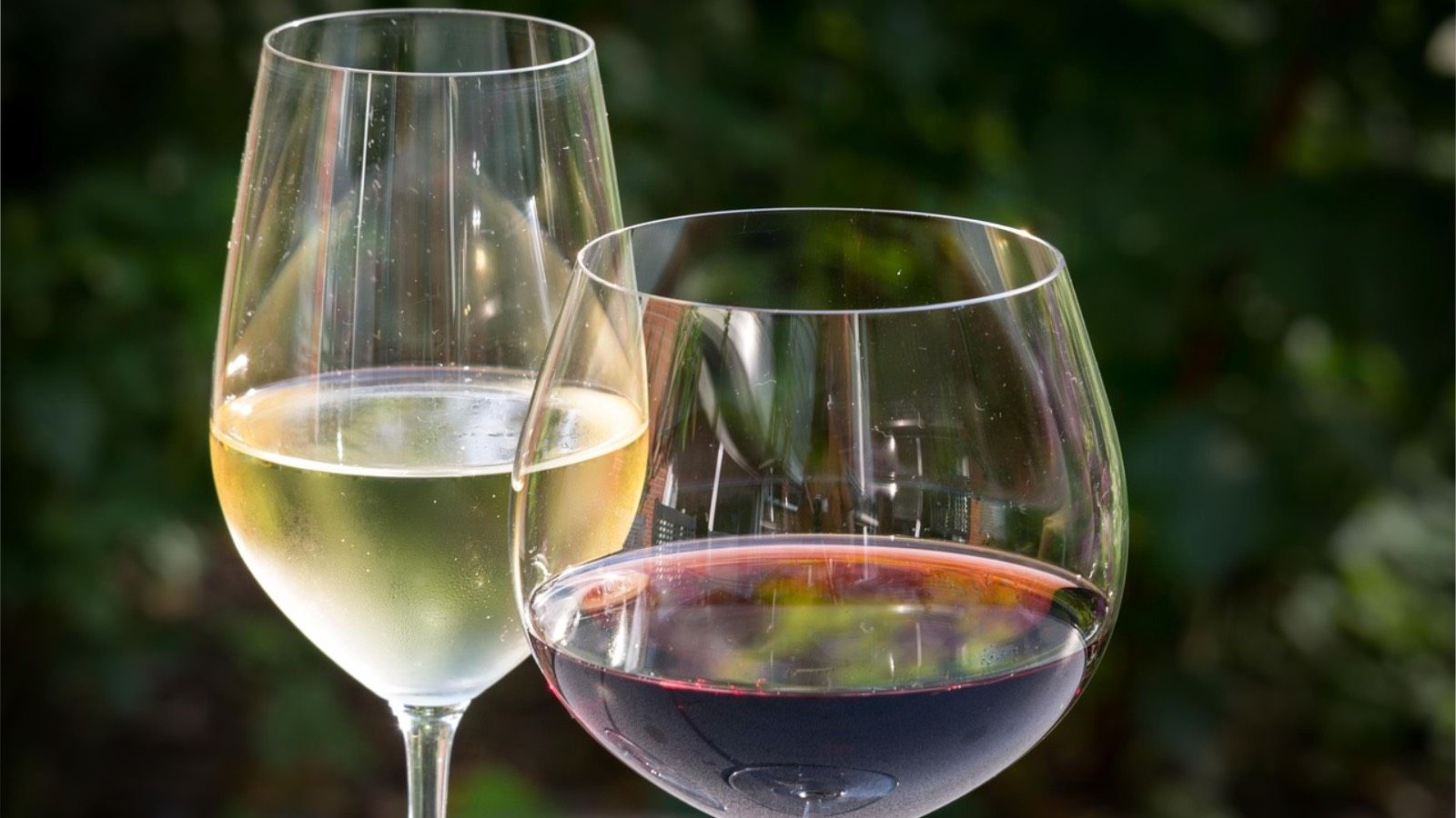 Los mejores vinos de supermercado: Tintos y blancos baratos y fantásticos