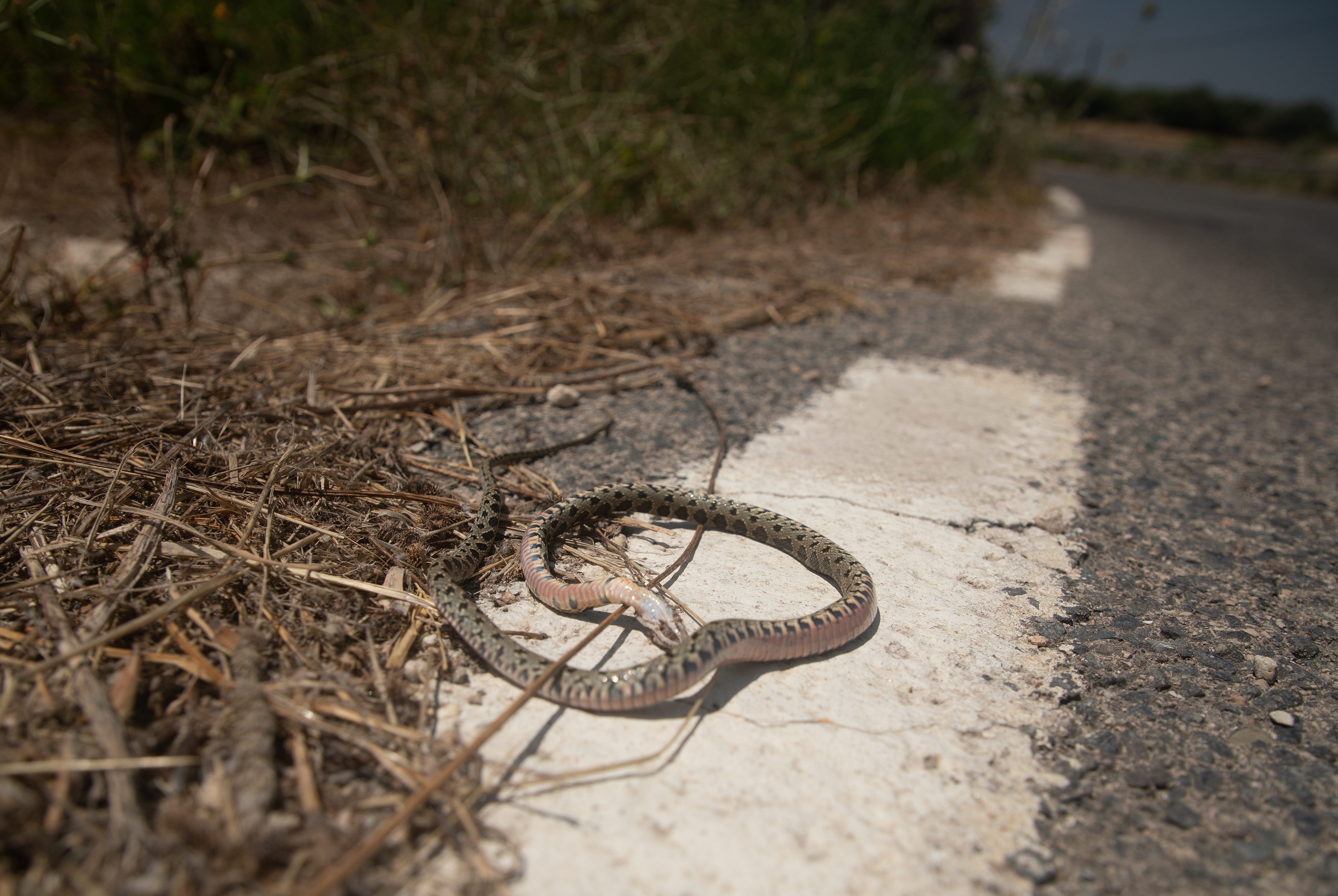 Máxima preocupación en Tenerife por la aparición de esta peligrosa serpiente