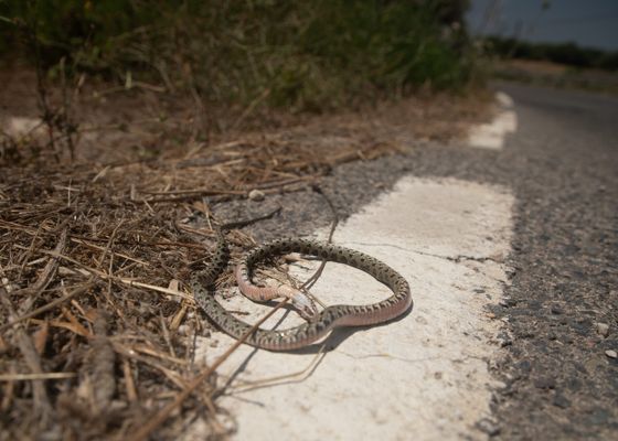Máxima preocupación en Tenerife por la aparición de esta peligrosa serpiente