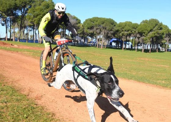 Alcalá de Guadaíra corona a los campeones de la Copa de España de Mushing Sprint Tierra
