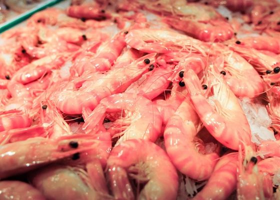 El Mediterráneo sufre una invasión de langostinos