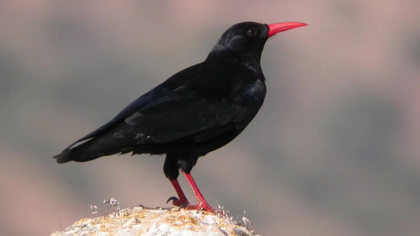 Vuelve un pájaro extinguido hace 200 años