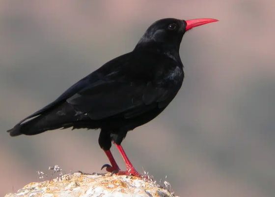 Vuelve un pájaro extinguido hace 200 años