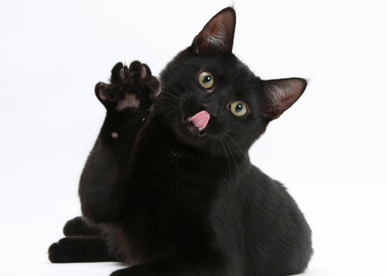 Por qué los refugios prohíben adoptar gatos negros y blancos en Halloween