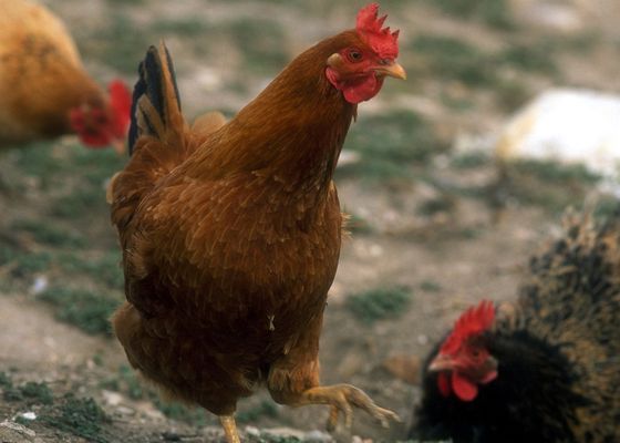 El pueblo de España en alerta por gallinas y que paga 26.000 euros por cazarlas