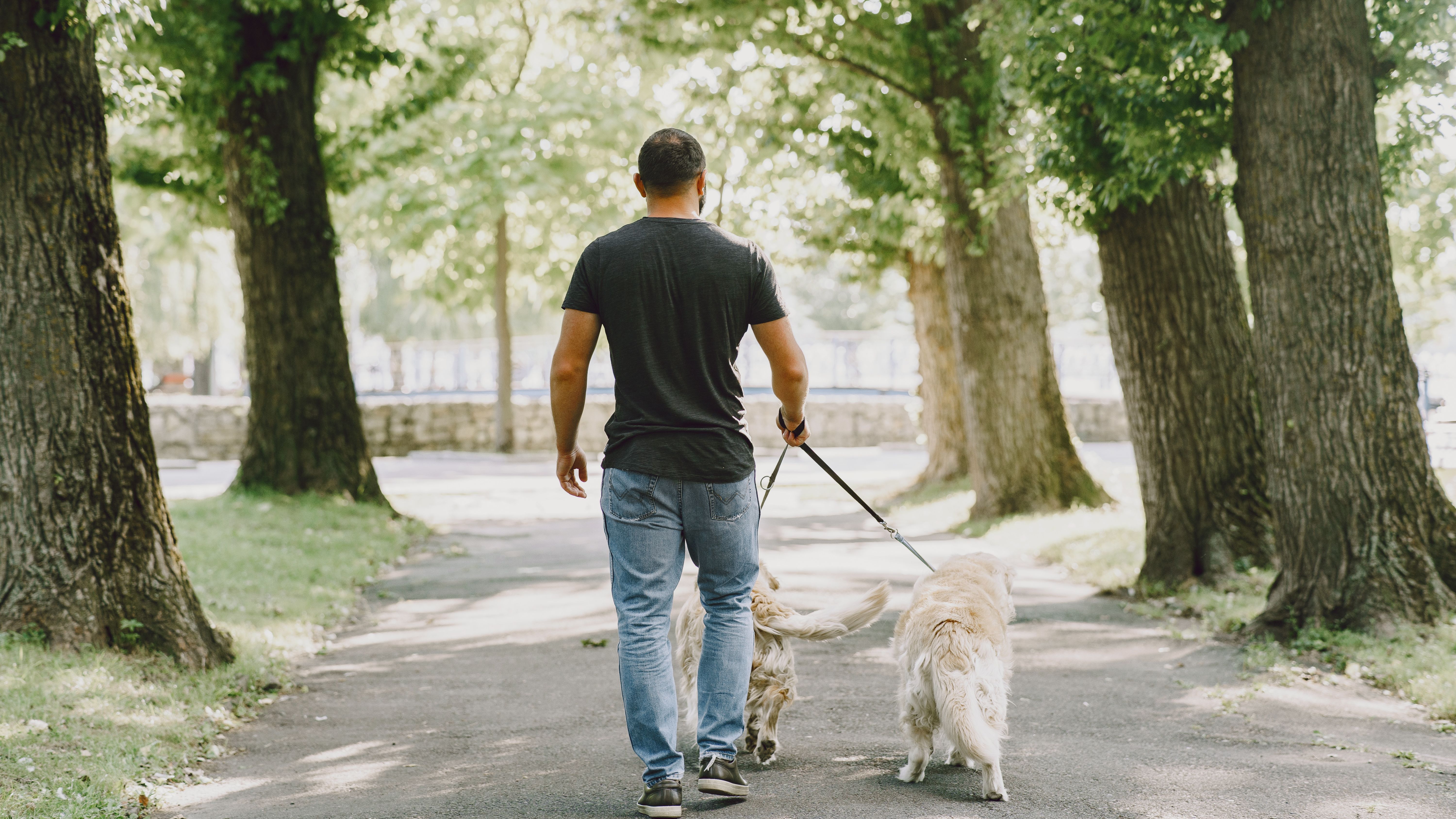 Alerta de la Guardia Civil para pasear a los perros en España