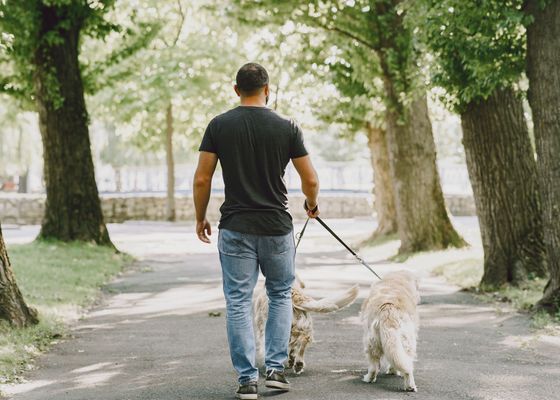 Alerta de la Guardia Civil para pasear a los perros en España