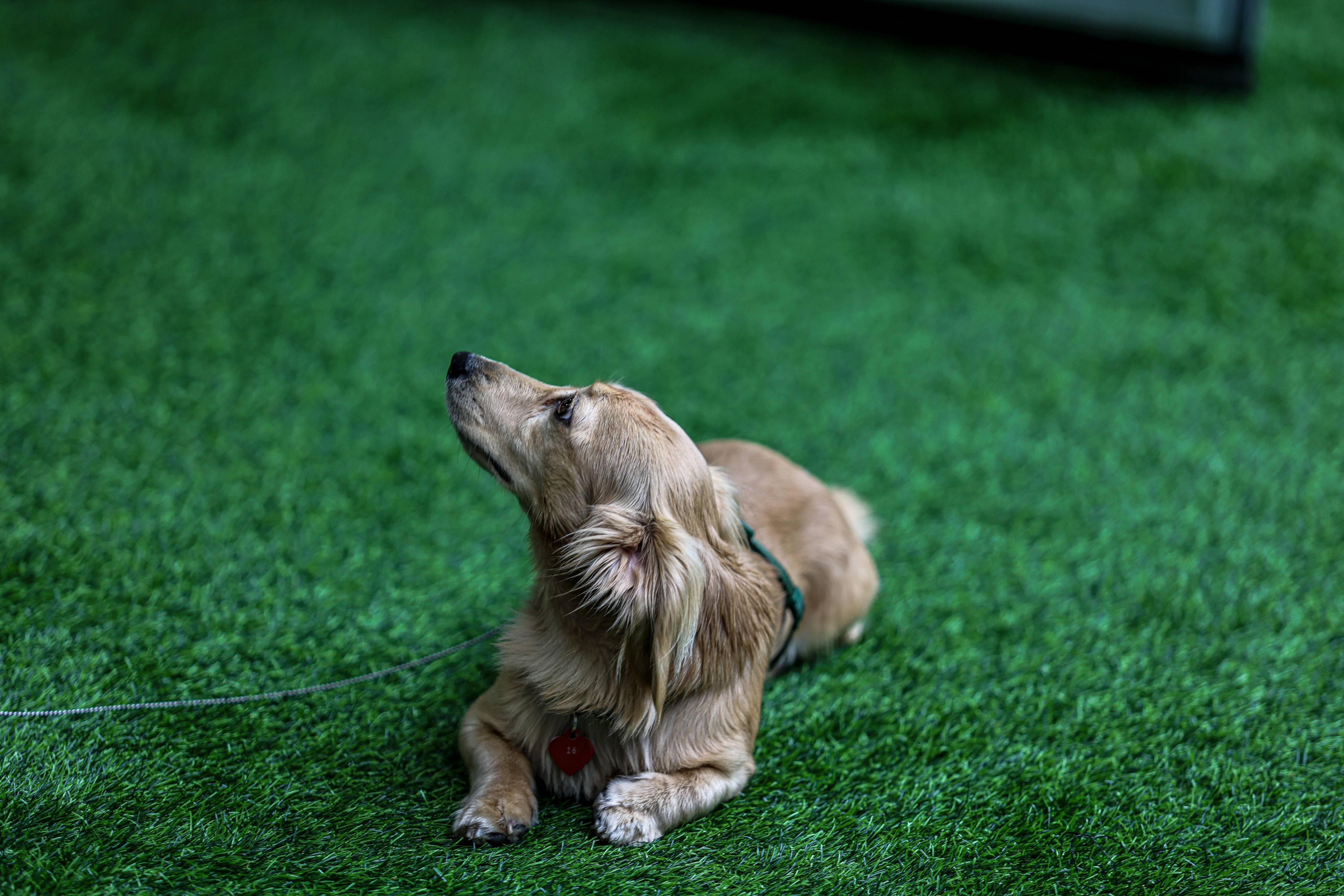 El gran mito sobre los perros, al descubierto por una educadora canina