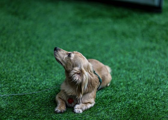 El gran mito sobre los perros, al descubierto por una educadora canina