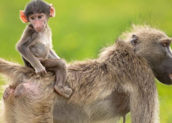 China muestra el primer mono rhesus clonado con éxito con la técnica de la oveja Dolly y abre el debate de la clonación humana