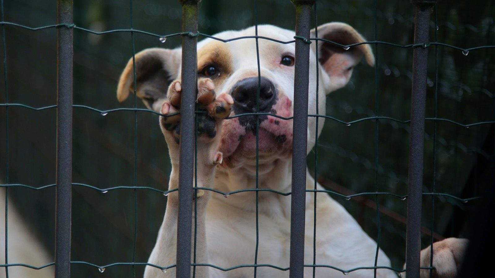 Comer carne de perro será legal hasta 2027 en Corea del Sur