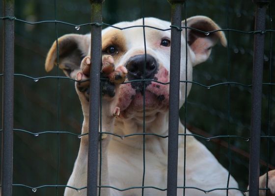Comer carne de perro será legal hasta 2027 en Corea del Sur