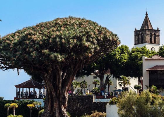 El pueblo español con una especie de árbol única en el mundo
