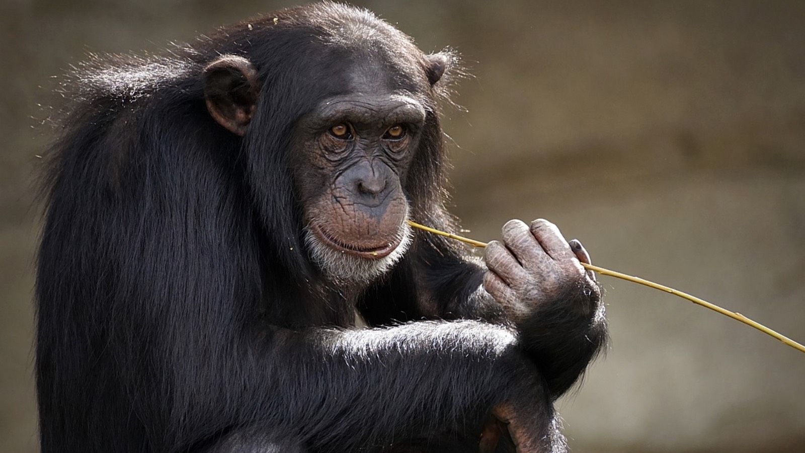 Los chimpancés africanos se 'toman' dos copas de alcohol al día 