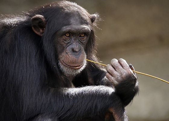Los chimpancés africanos se 'toman' dos copas de alcohol al día 