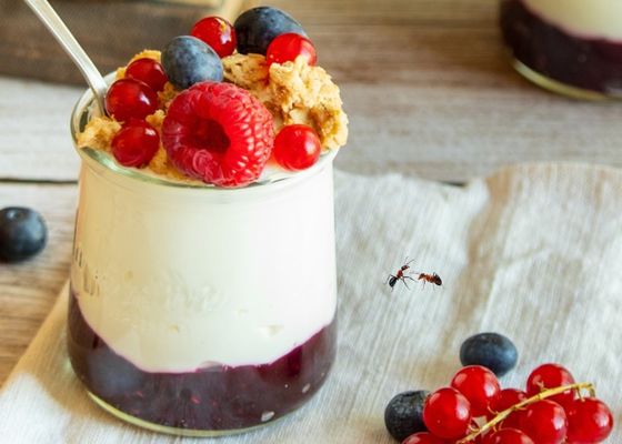 Hormigas como ingrediente para hacer yogur