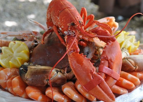 Prohibición de mariscos: Langostas y cangrejos podrían tener las horas contadas