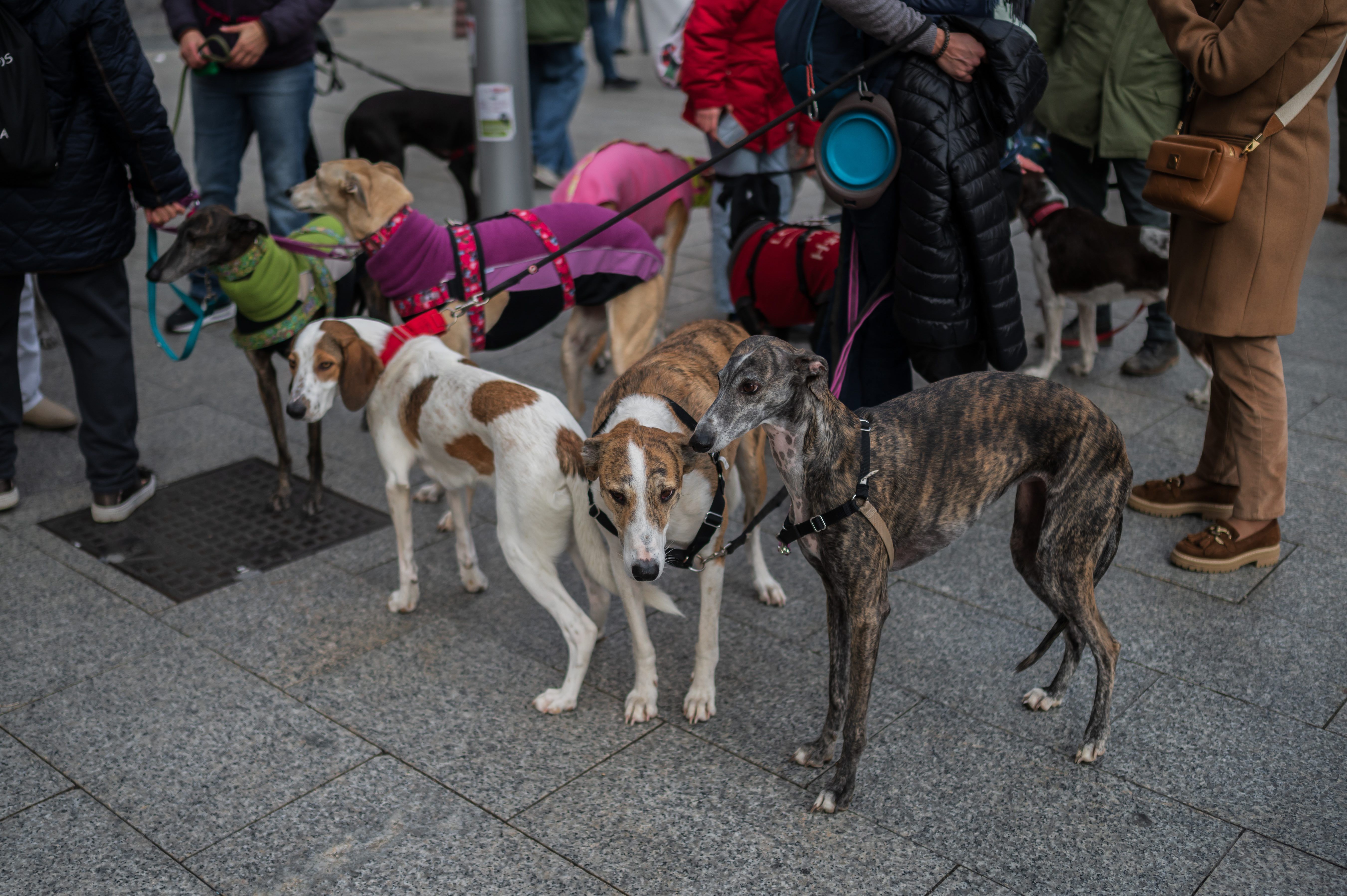 Marruecos asesina a millones de perros para 'limpiar sus calles' para el Mundial 2030