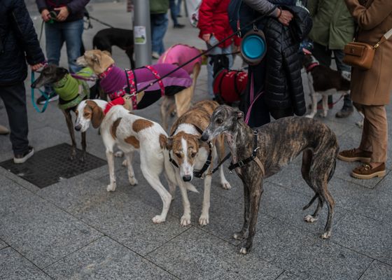 Marruecos asesina a millones de perros para 'limpiar sus calles' para el Mundial 2030