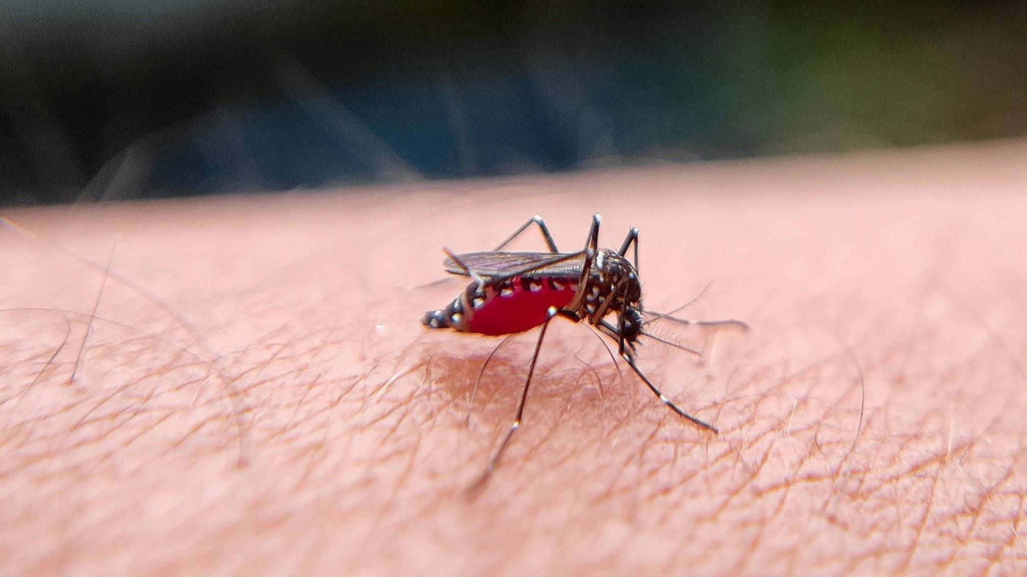 Investigadores crean una trampa que usa una IA para identificar a los mosquitos que transmiten enfermedades