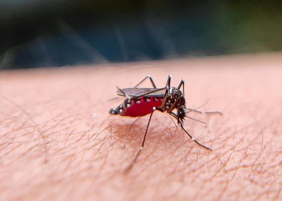 Investigadores crean una trampa que usa una IA para identificar a los mosquitos que transmiten enfermedades 