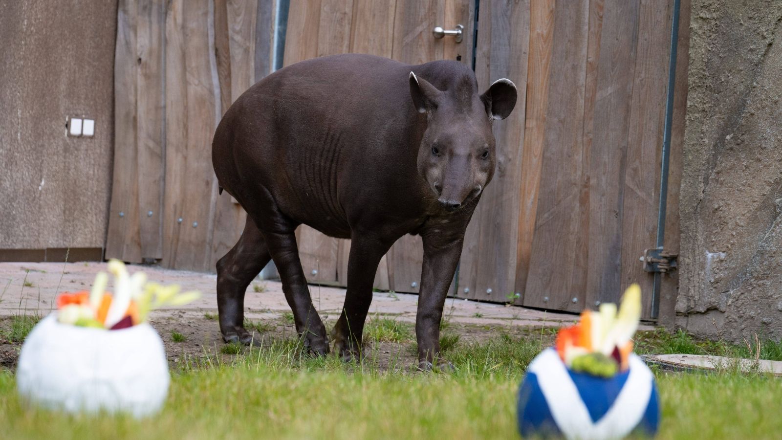 Una tortuga y un tapir predicen el resultado del Alemania - Escocia
