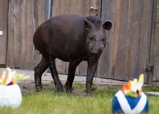 Una tortuga y un tapir predicen el resultado del Alemania - Escocia
