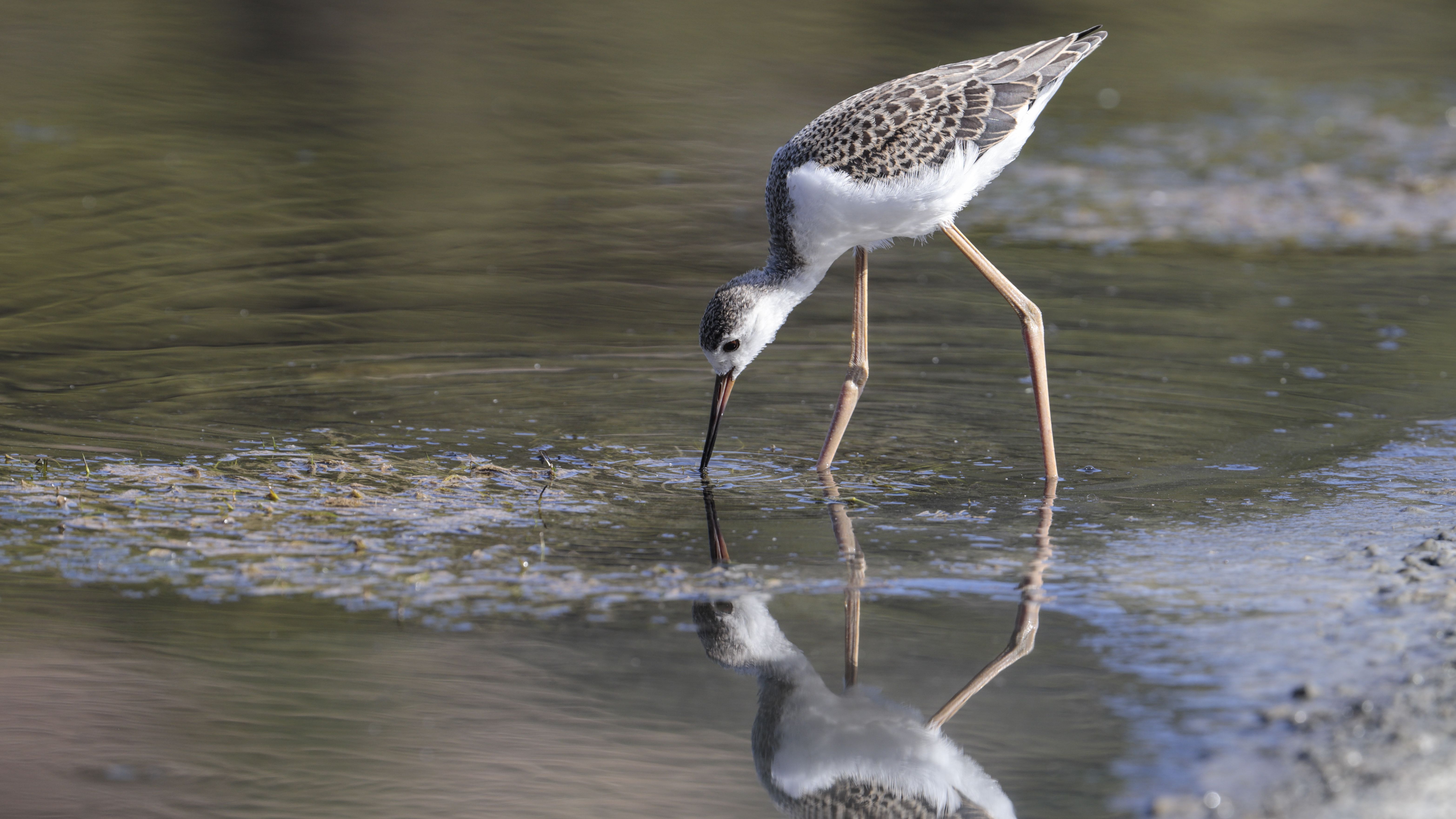 Doñana en pie de guerra por los regadíos