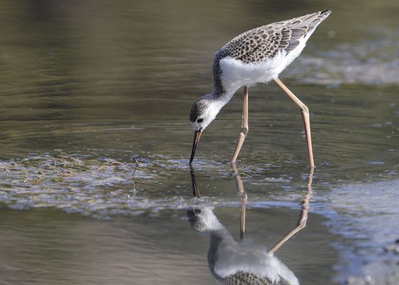 Doñana en pie de guerra por los regadíos